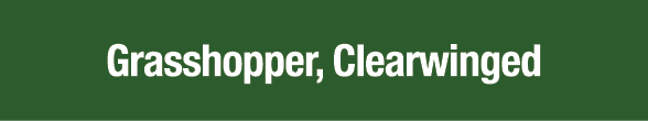 Grasshopper, Clearwinged