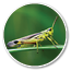 Large marsh grasshopper (Stethophyma grossum), a threatened insect species typical for wet meadow and marsh 