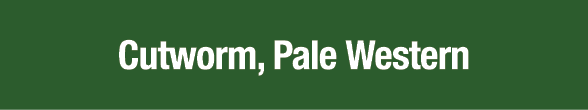 Cutworm, Pale Western