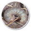 Oval