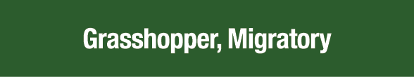 Grasshopper, Migratory