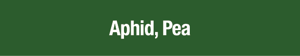 Aphid, Pea
