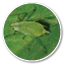 Close up crop of Pea aphids on Fenugreek a herb grown for leaves or seeds