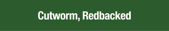Cutworm, Redbacked
