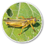 A Two-striped Grasshopper resting on a leaf damaged by a high grasshopper density in the Colorado countryside.