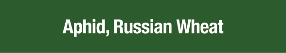 Aphid, Russian Wheat