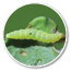 Young diamondback moth Plutella xylostella caterpillar feeding on cabbage.