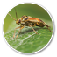 The tarnished plant bug in detail (Lygus lineolaris)