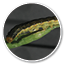 Oval