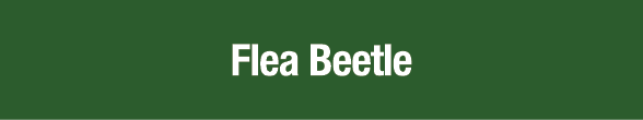 Flea Beetle