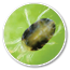 Oval