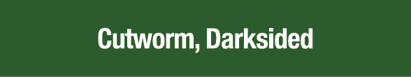 Cutworm, Darksided