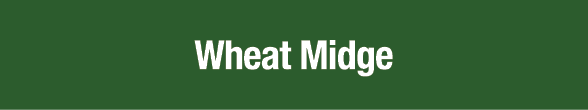 Wheat Midge