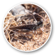 Migratory Grasshopper