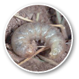 Oval