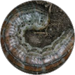 Oval