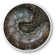 Oval