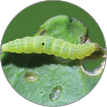 Young diamondback moth Plutella xylostella caterpillar feeding on cabbage.