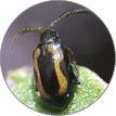 Oval