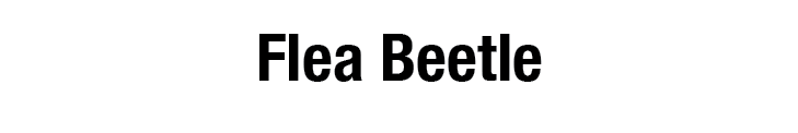 Flea Beetle