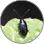 Oval