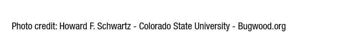 Photo credit: Howard F. Schwartz Colorado State University Bugwood.org