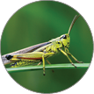 Large marsh grasshopper (Stethophyma grossum), a threatened insect species typical for wet meadow and marsh 