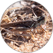 Migratory Grasshopper