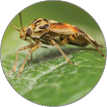 The tarnished plant bug in detail (Lygus lineolaris)