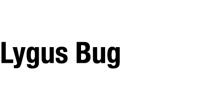 Lygus Bug