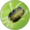 Oval
