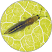 Thrips - Thrips tabaci (order Thysanoptera). It is important pest of many plants. Insects on the underside of the leaf through which it shines with sunlight. Extreme magnification.