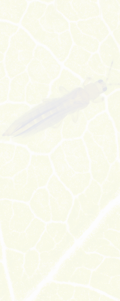 Thrips - Thrips tabaci (order Thysanoptera). It is important pest of many plants. Insects on the underside of the leaf through which it shines with sunlight. Extreme magnification.